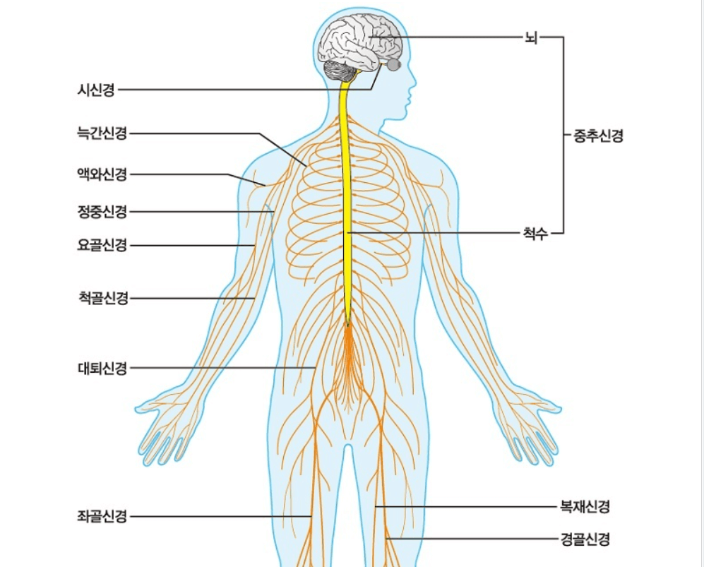 신경계를나타낸사람의모습