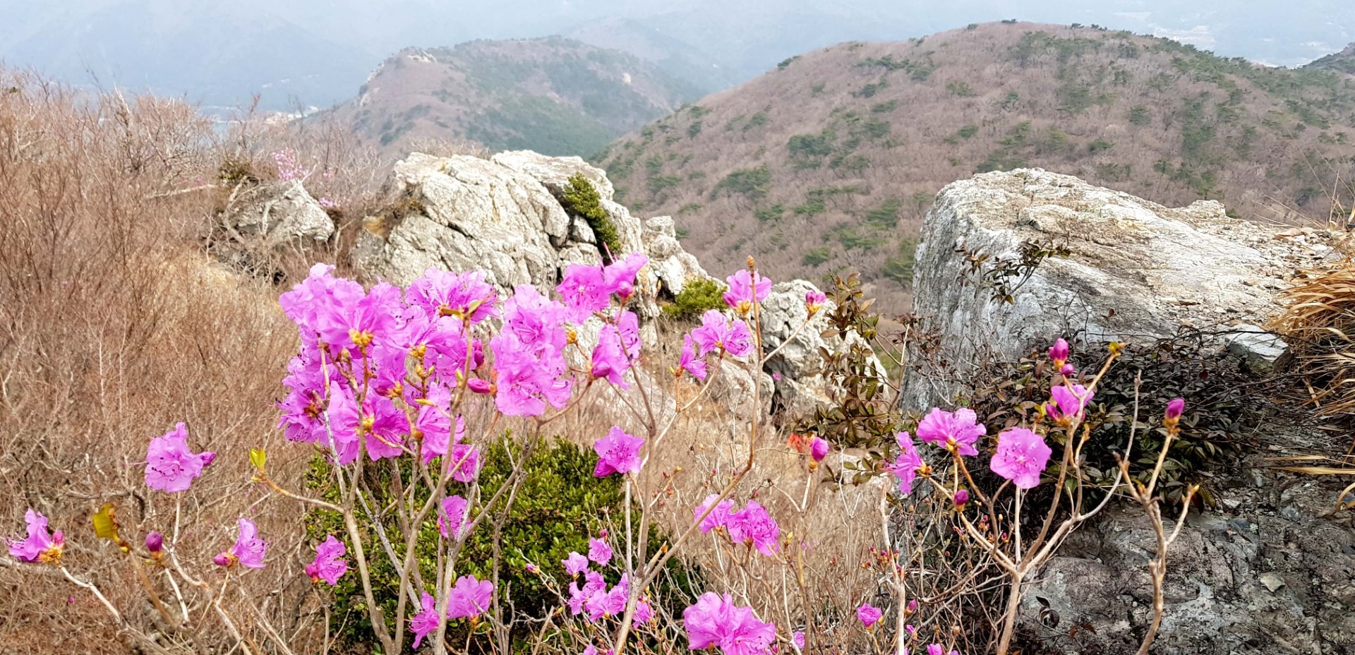 거제 망산 진달래