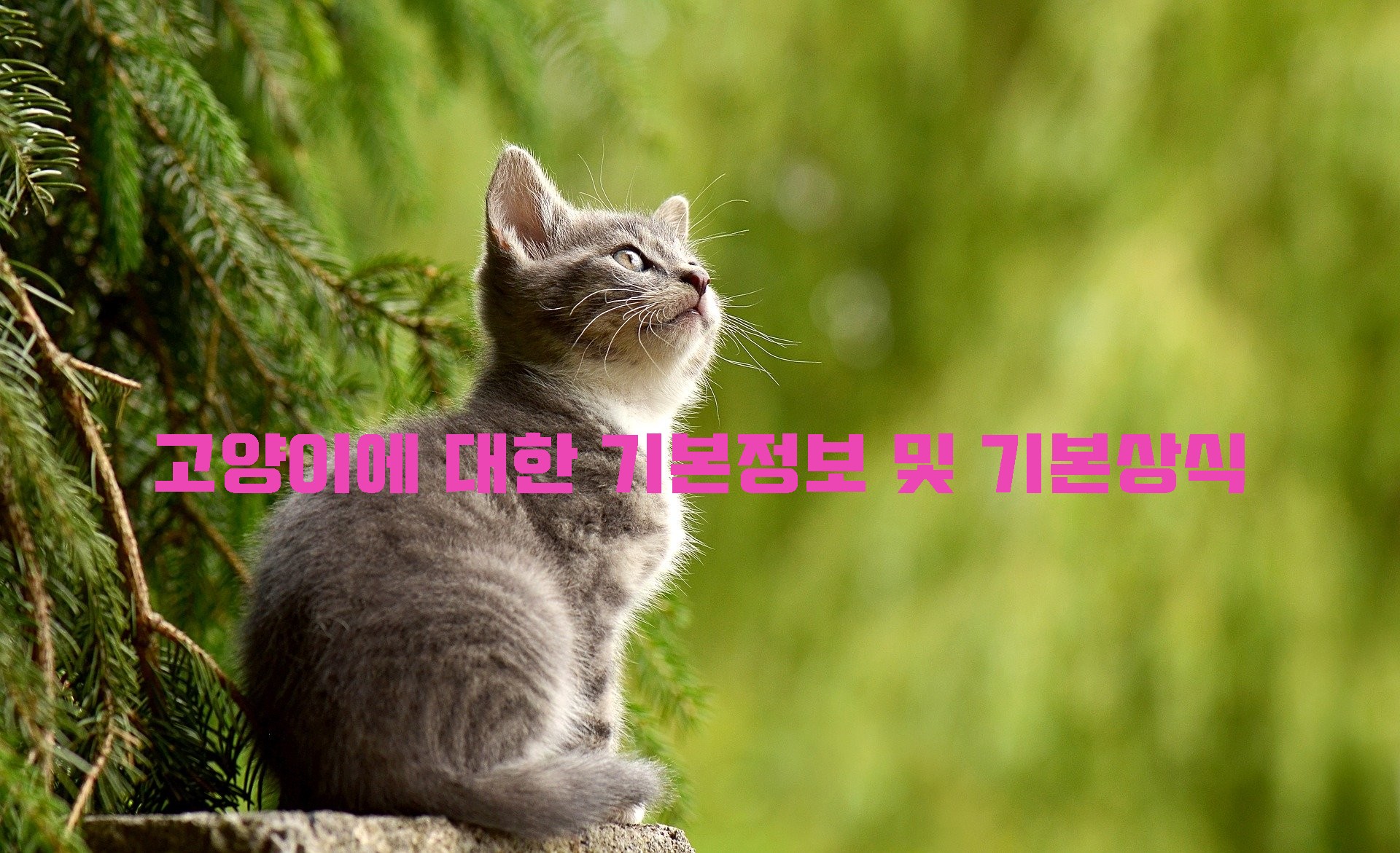  고양이 입양시 미리 준비할 기본필수용품 및 고양이 기본상식