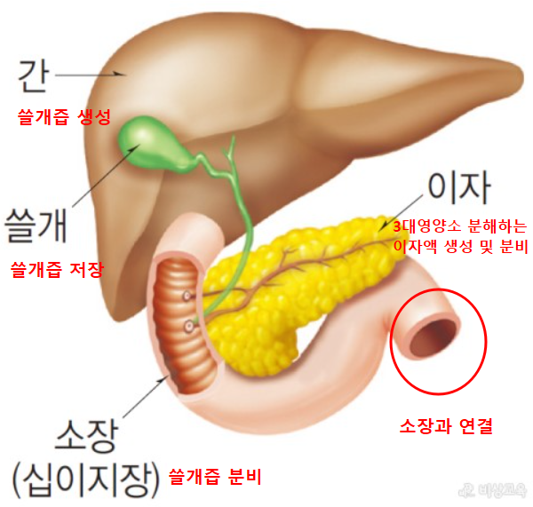 소장&#44; 간&#44; 쓸개&#44; 이자