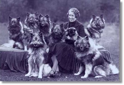  케이스혼드(keeshond) 분양가격 및 성격, 역사 및 품종에 대해