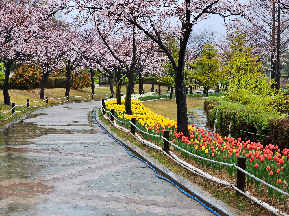 연지 공원 벚꽃과 튤립 전경