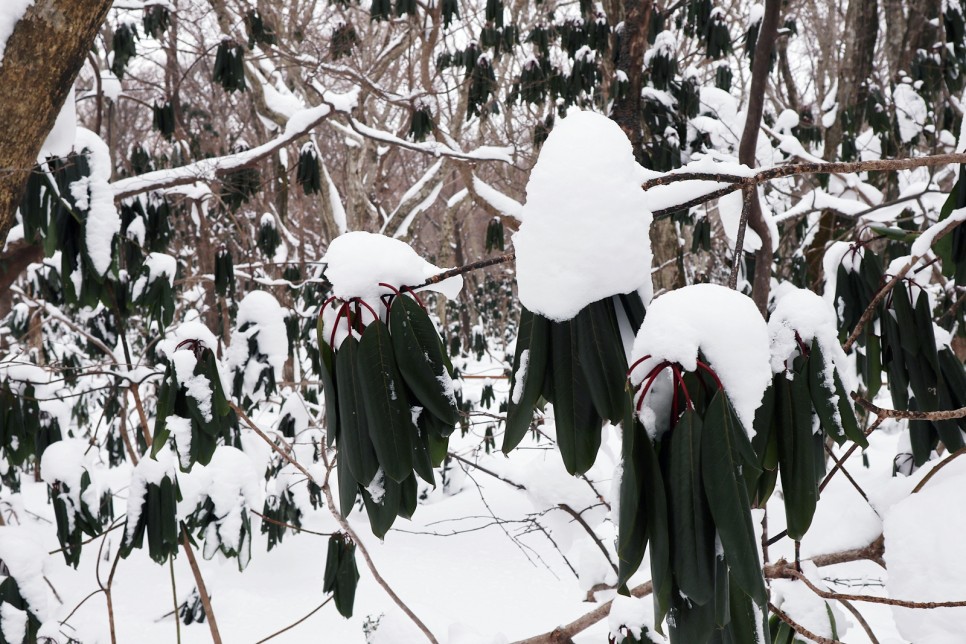 눈쌓인 겨울산 이미지 26