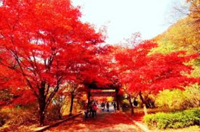  겨울 전에 꼭 다녀와야 하는 경기도 단풍명소 5선