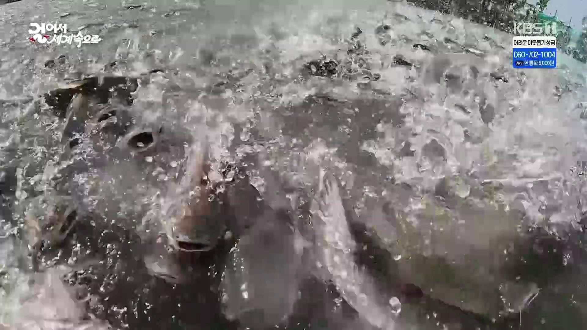 걸어서 세계속으로.E826.240120p.H264-F1RST.mp4_20240716_202732.368.jpg