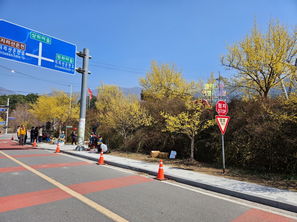 구례 산수유꽃축제 2023 황해처럼 활짝 핀 산수유