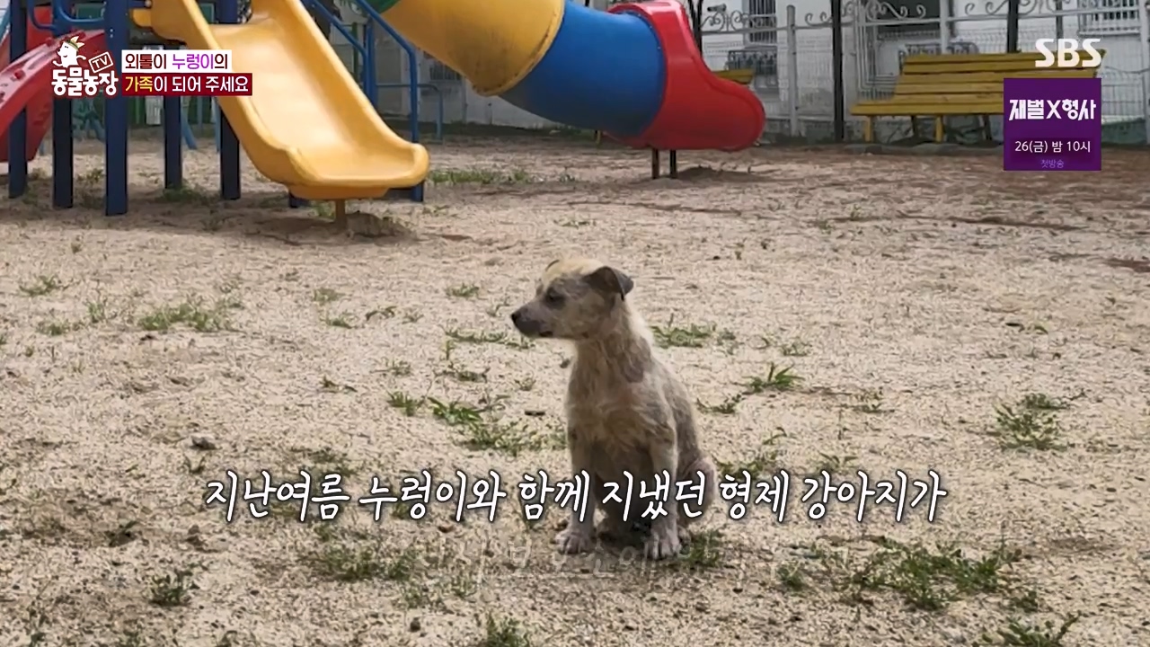 TV 동물농장.E1154.240115p-NEXT.mp4_20240114_184130.491.jpg