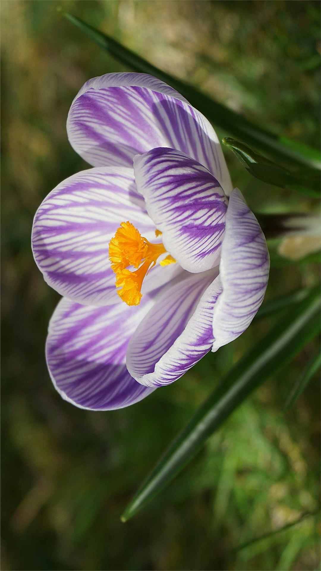 Crocus Flower iPhone Wallpaper