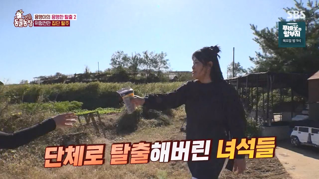 TV 동물농장.E1147.231127p-NEXT.mp4_20231126_170401.628.jpg
