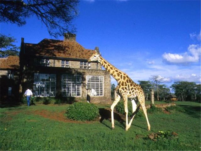 기린-세렝게티-케이프타운-나이로브-초베국립공원