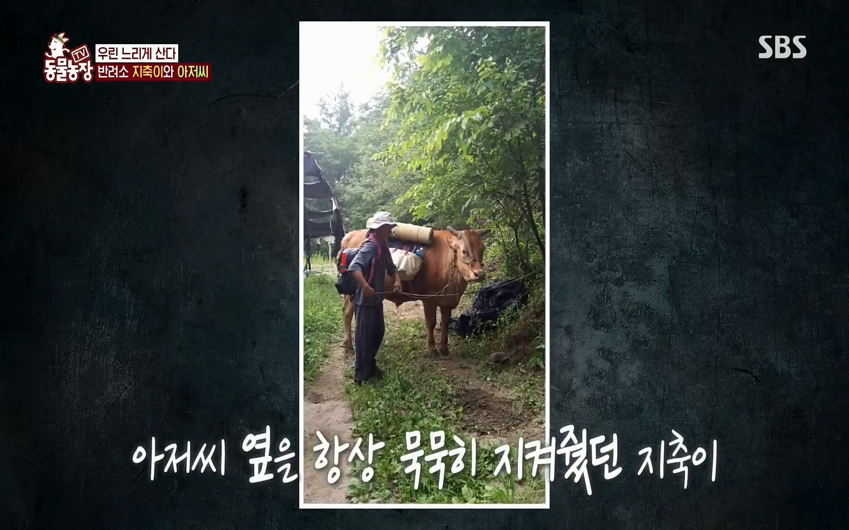 TV 동물농장.E1074.220619p.H264-F1RST.mp4_20220619_181507.823.jpg
