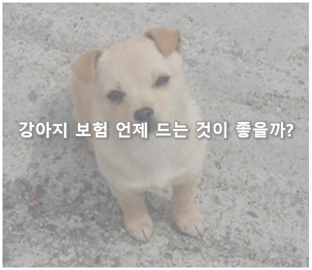 강아지 보험 썸네일