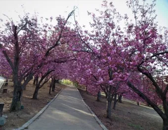 전국 겹벚꽃 명소 베스트 10 관광지_15