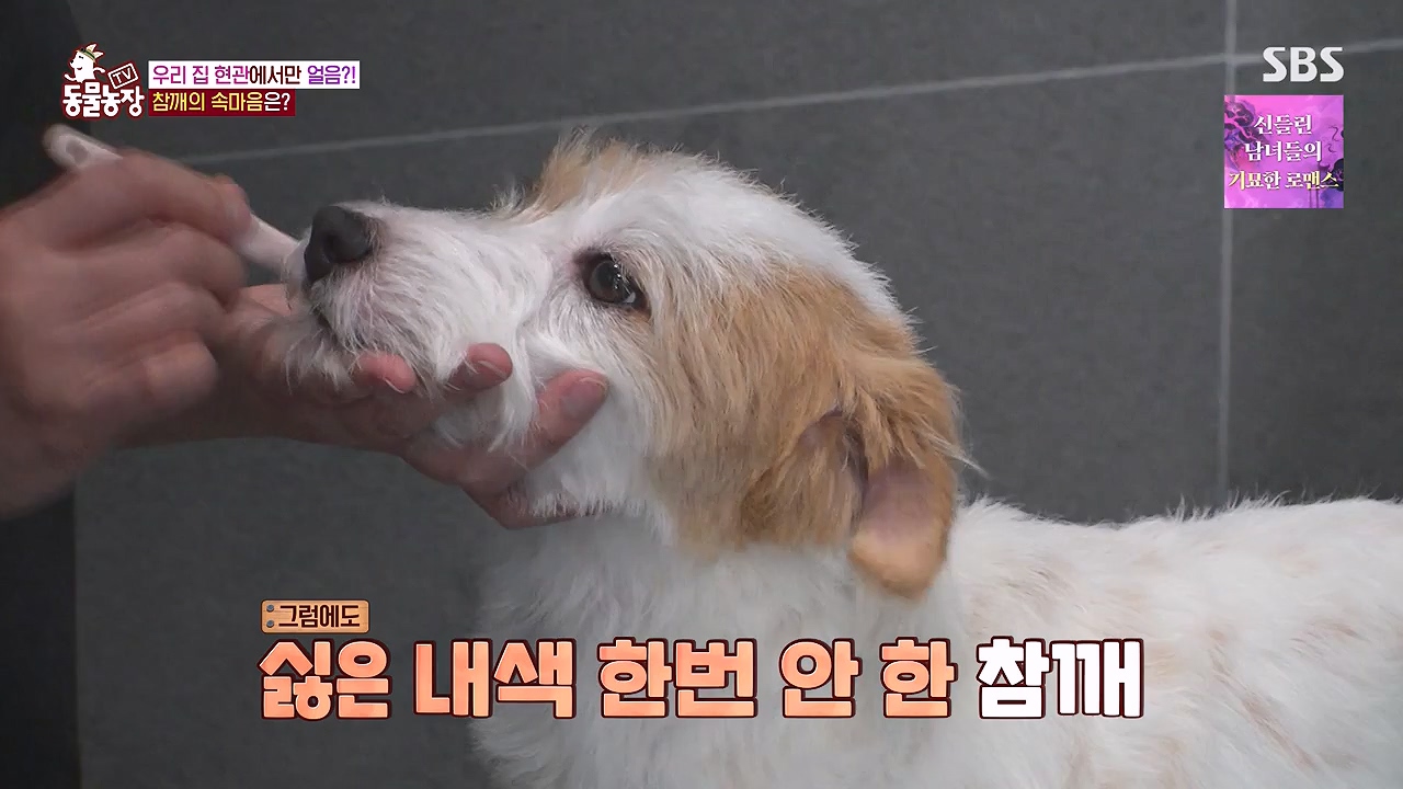 TV 동물농장.E1177.240624p-NEXT.mp4_20240623_163802.431.jpg