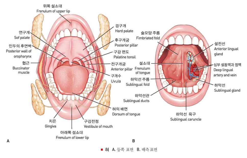  입속 혀의 구조