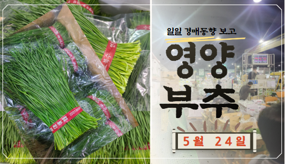  [경매사 일일보고] 5월 24일자 가락시장 영양부추 경매동향을 살펴보겠습니다!
