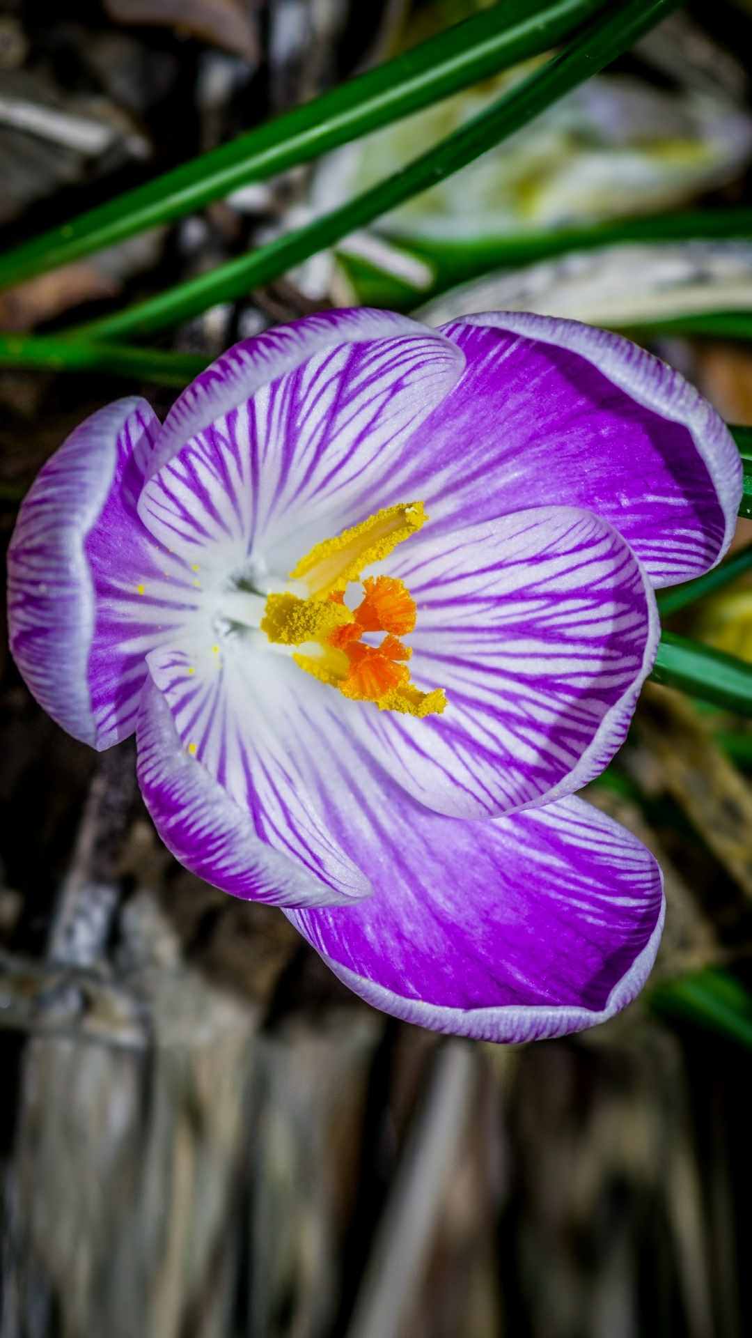 Crocus Flower iPhone Wallpaper