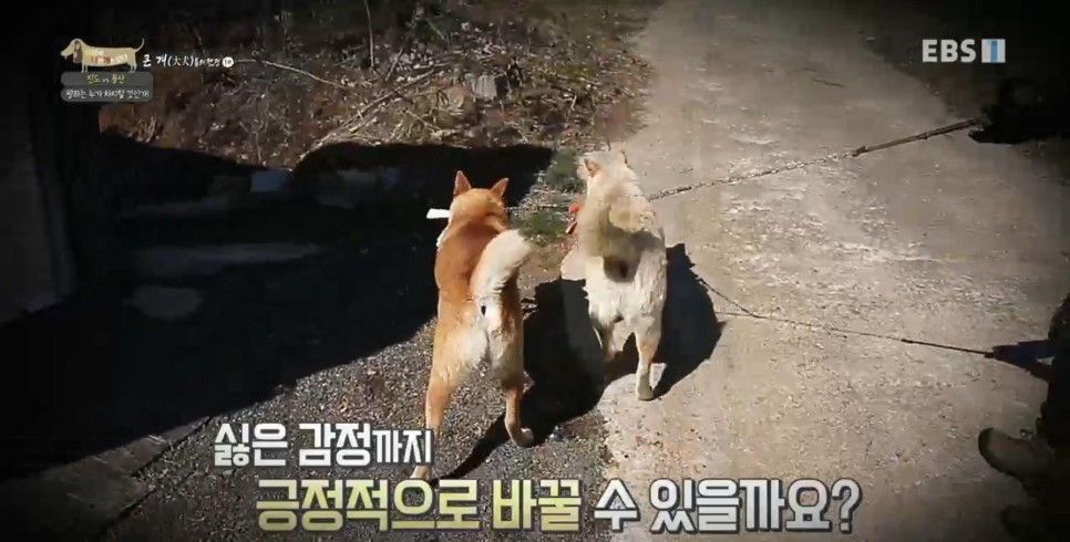 풍산개의치열한 혈투와 전쟁 - EBS 세상에 나쁜 개는 35