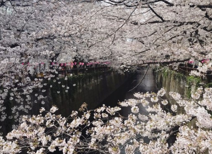 일본벚꽃명소