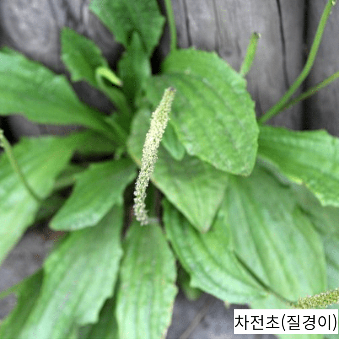 전립선 비대증에 좋은 약초, 차전자피의 놀라운 효능