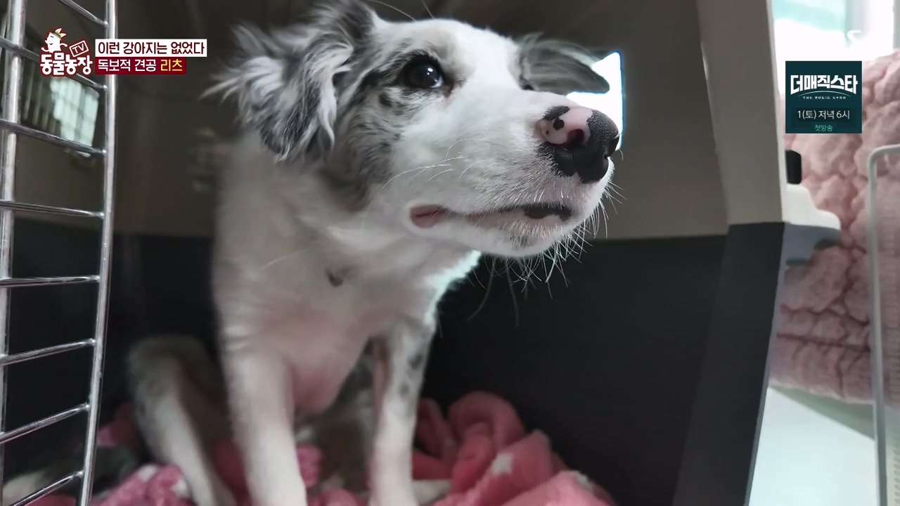 TV 동물농장.E1173.240527p-NEXT.mp4_20240526_155713.271.jpg