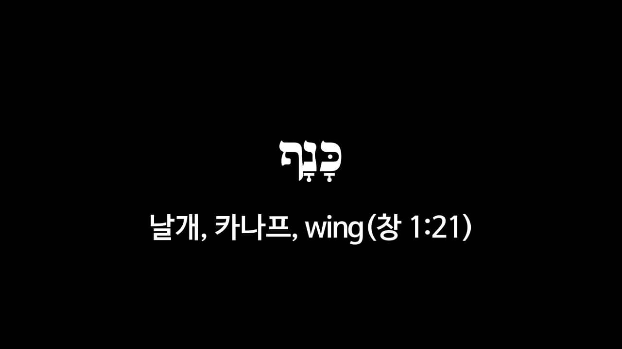 창세기 1장 21절&#44; 날개(כָּנָף&#44; 카나프&#44; wing) - 히브리어 원어 정리