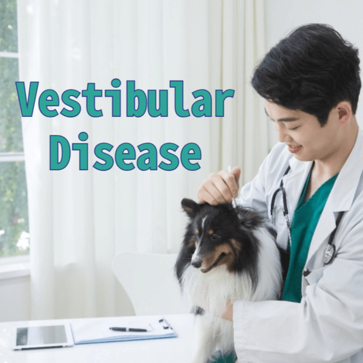 Vestibular Disease