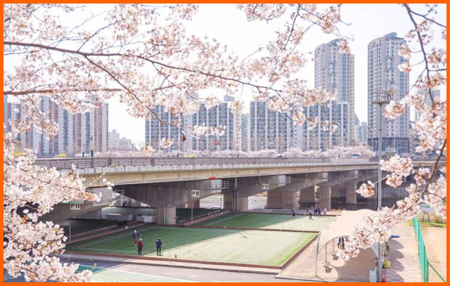 서울 안양천 제방벚꽃길 가는 방법&amp;#44; 2025년 개화시기 및 사진촬영 명소