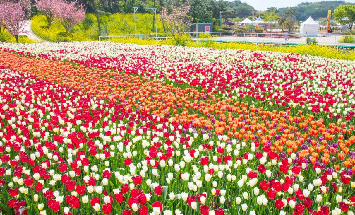 튤립사진 ⓒ한국관광공사 포토코리아 - 라이브스튜디오