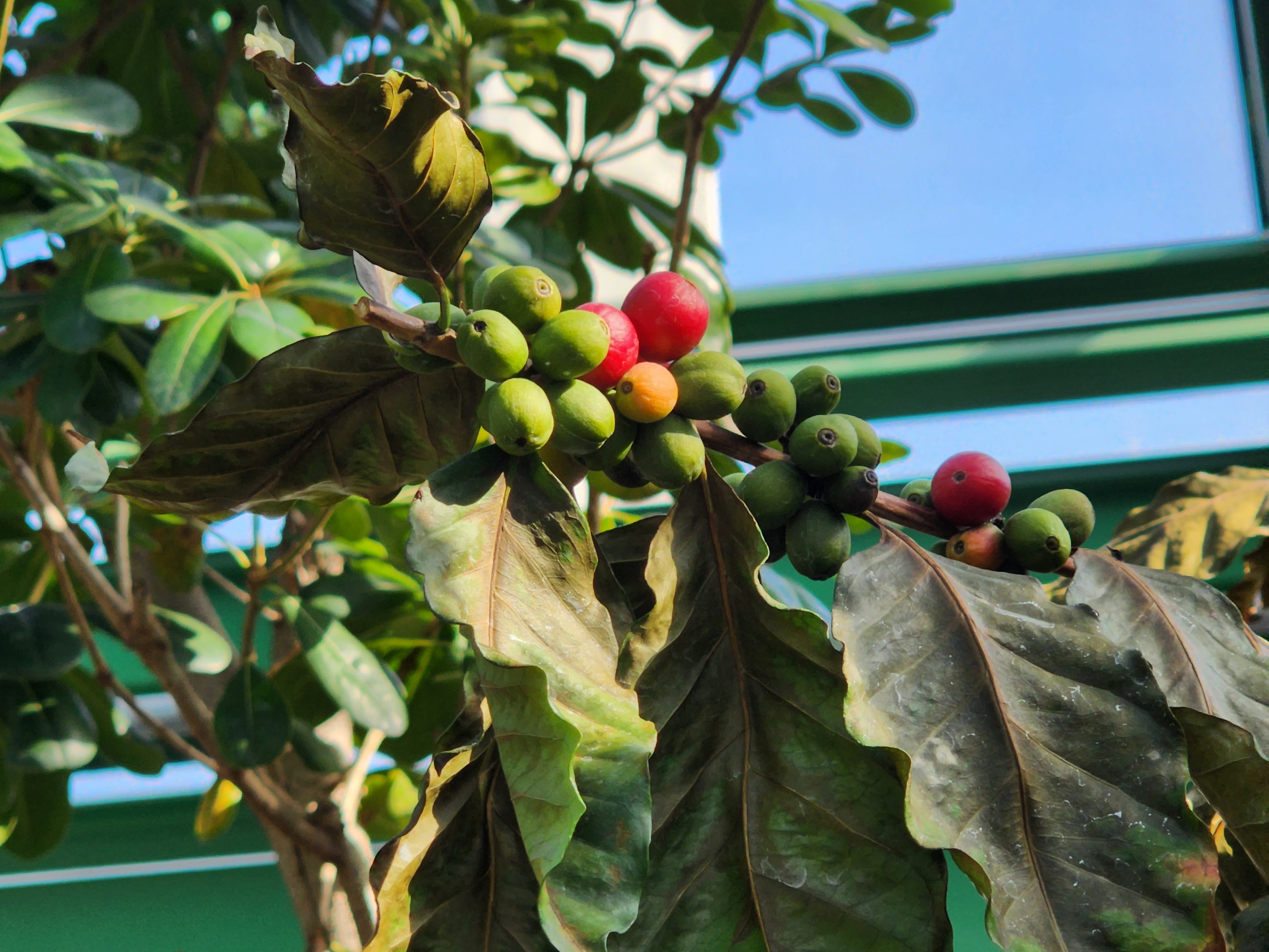 청라생태공원 온실 커피나무 열매