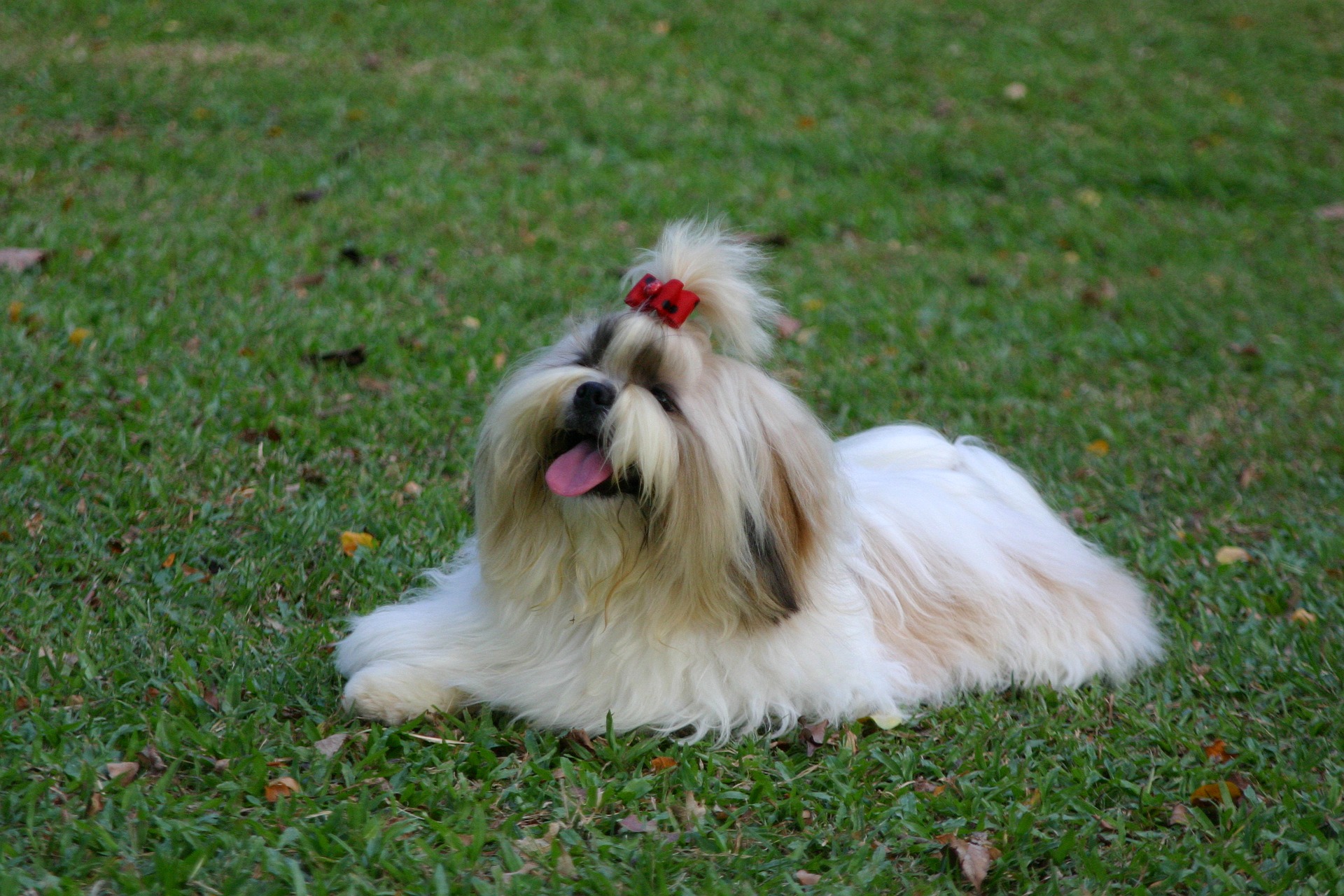  사랑스러운 강아지 시츄 Shihtzu