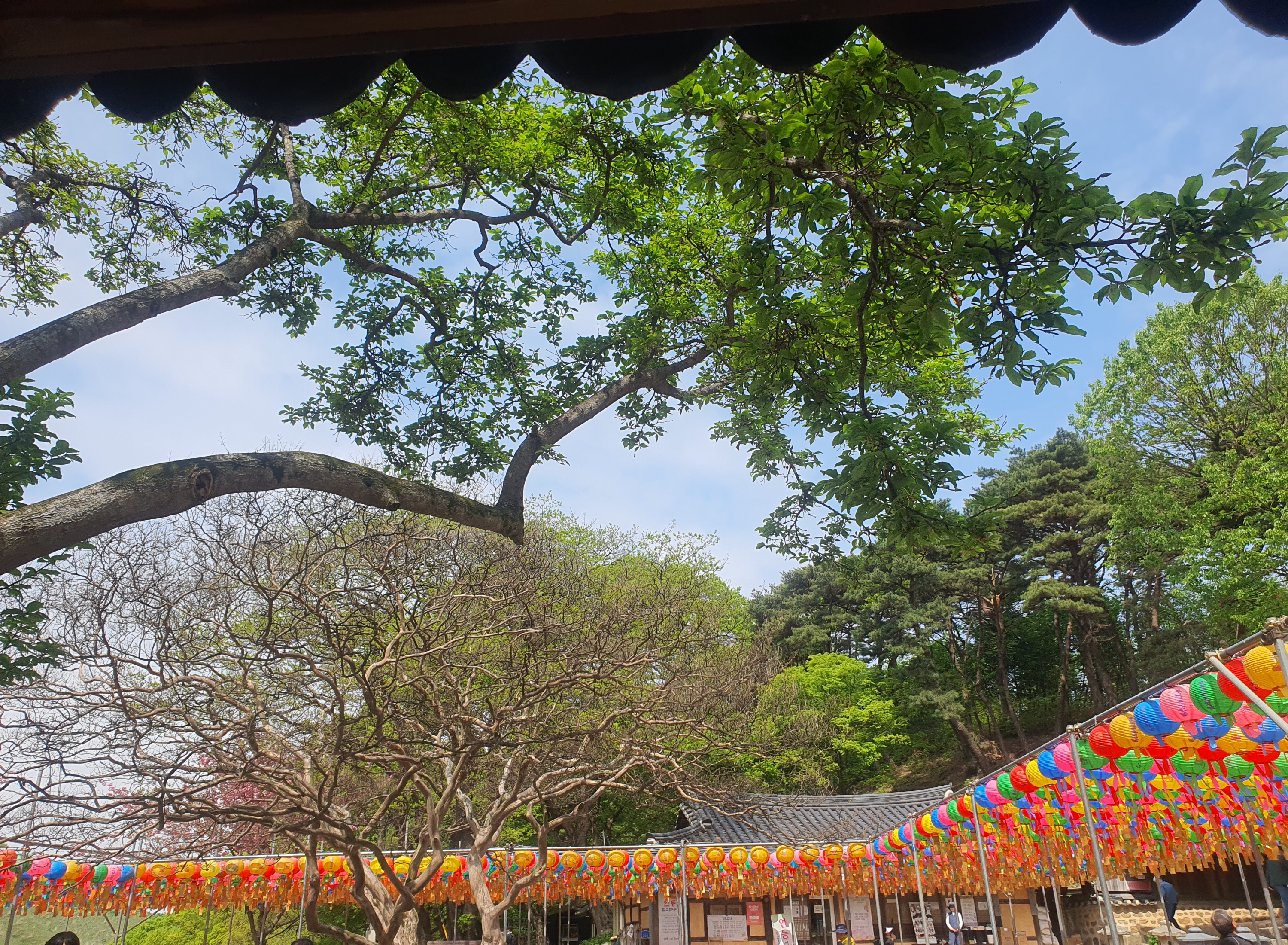 서산 문수사 겹벚꽃 명소(2024년 4월 23일)