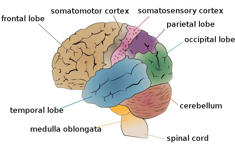 소뇌의 각부분의 명칭을 나타내는 그림