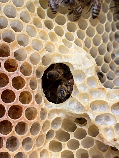벌집과 꿀벌들 모습