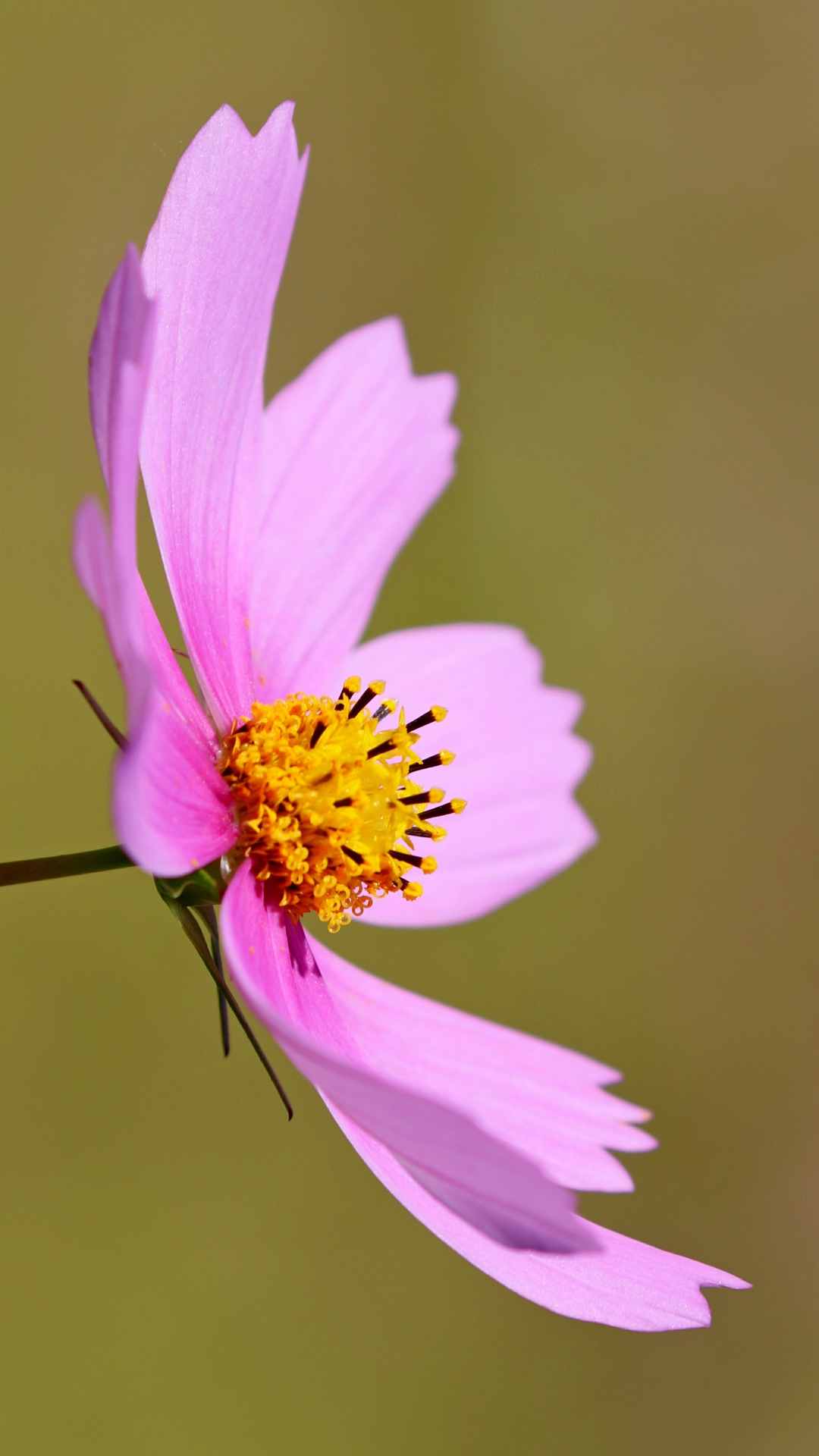 Cosmos Flower iPhone Wallpaper