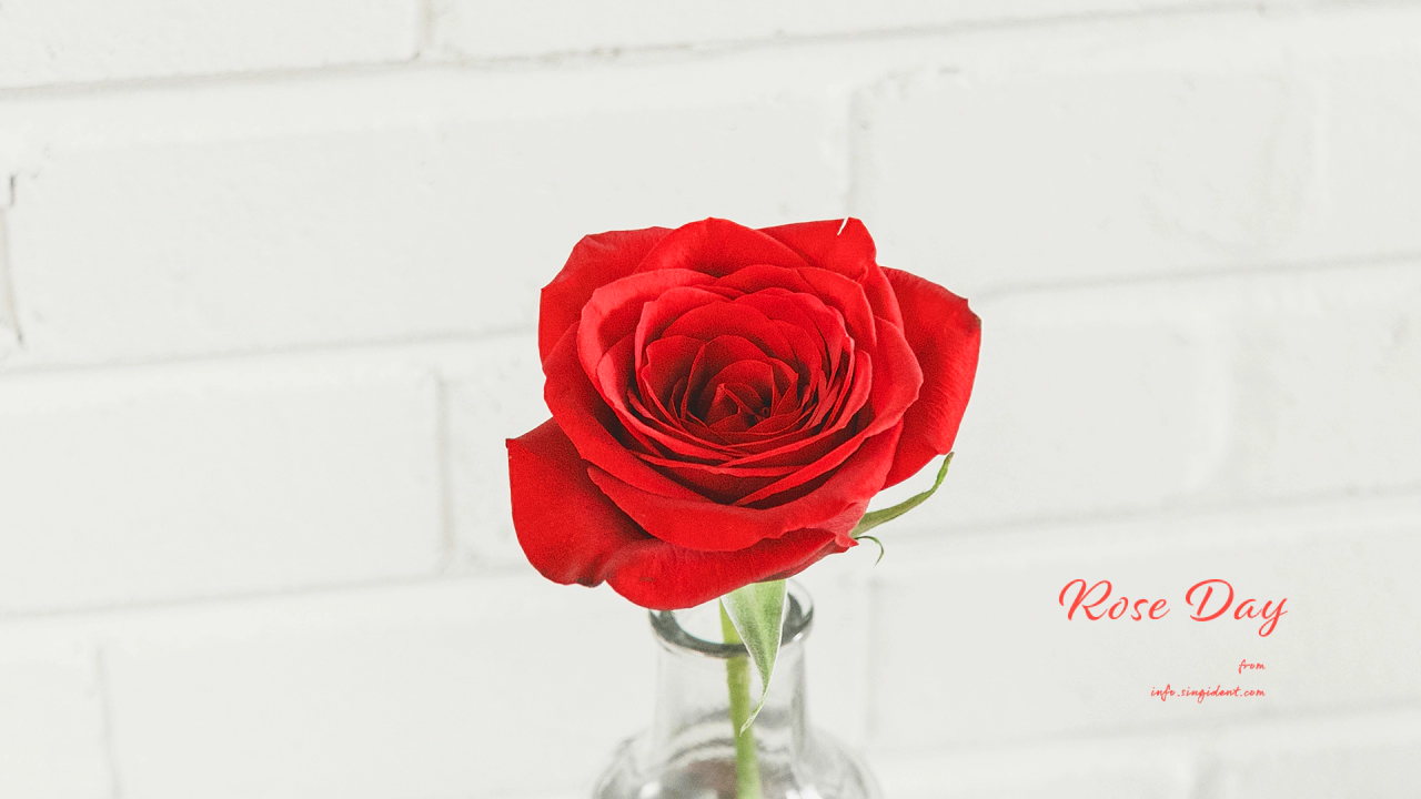 11 빨간 장미 C - Rose Day 꽃배경화면