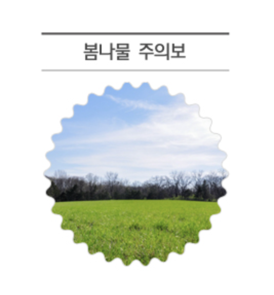 잘못 먹으면 독, 봄나물 주의사항