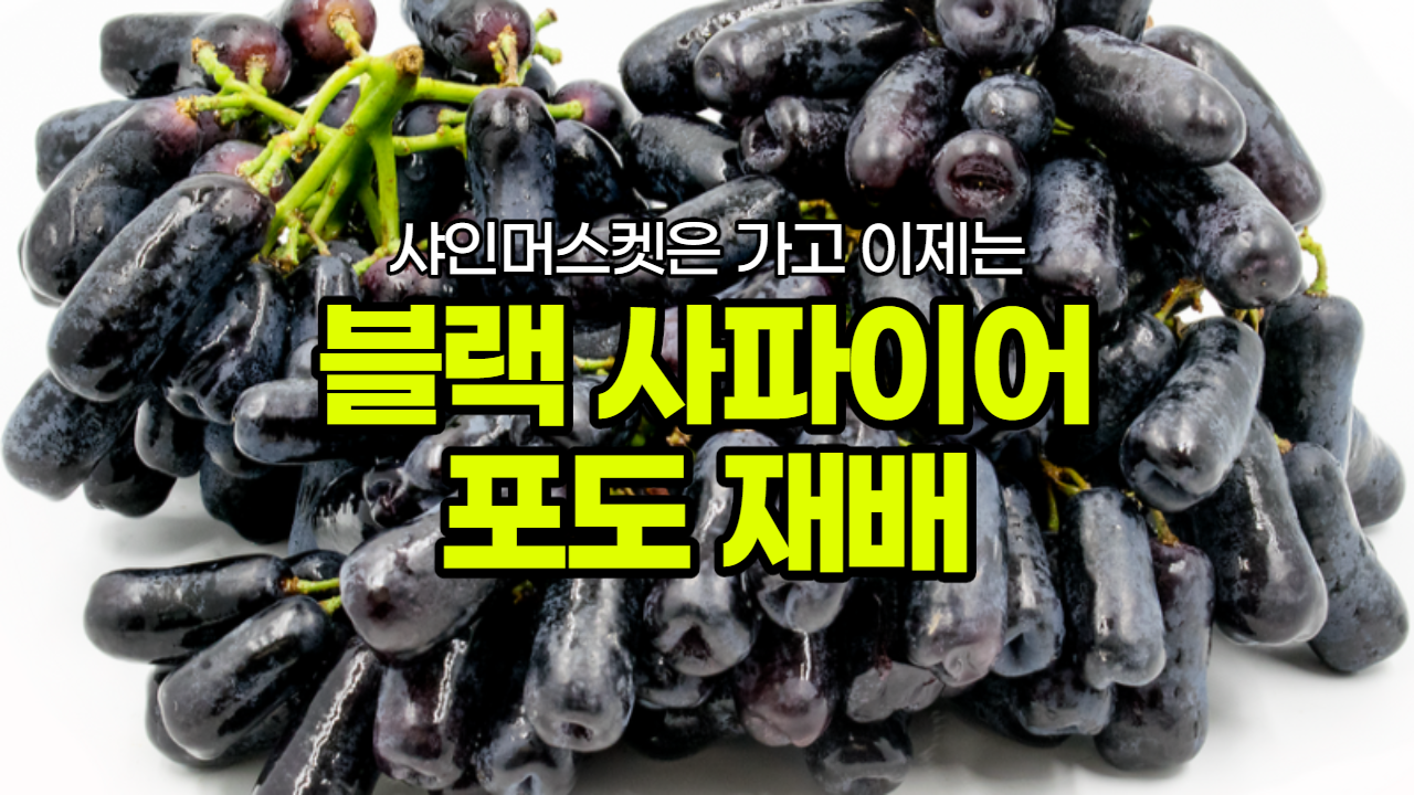  블랙 사파이어 포도 묘목 포도 재배와 상표권에 대해