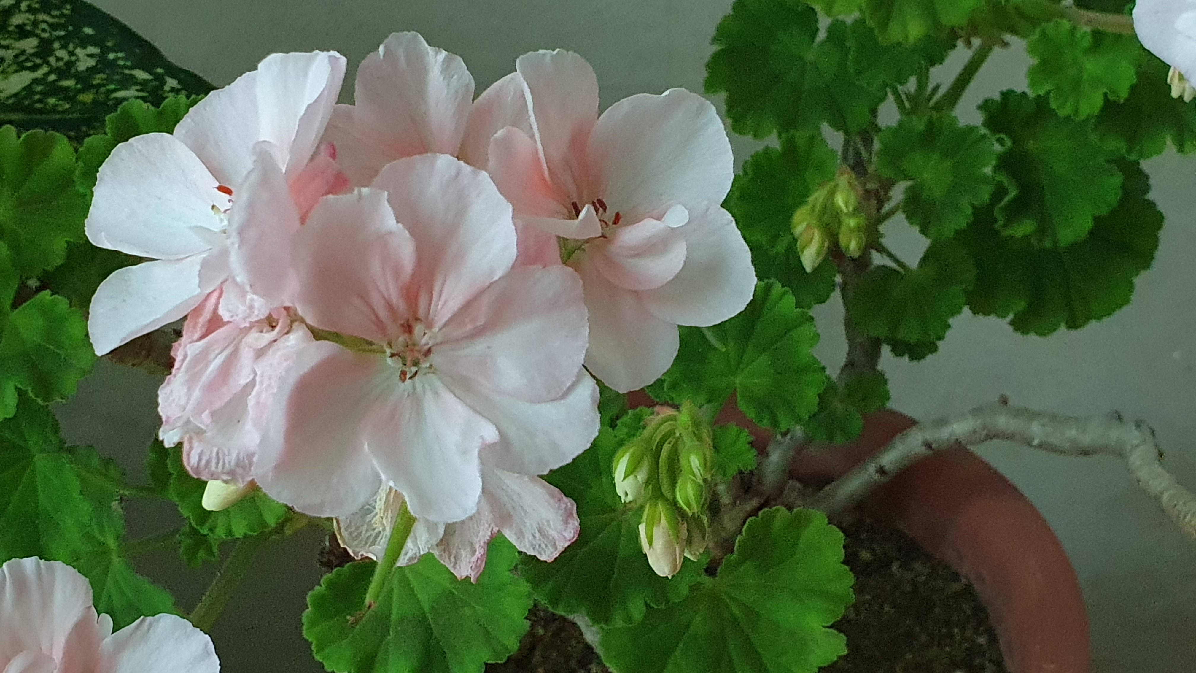 마리트 제라늄(Marite Geranium)