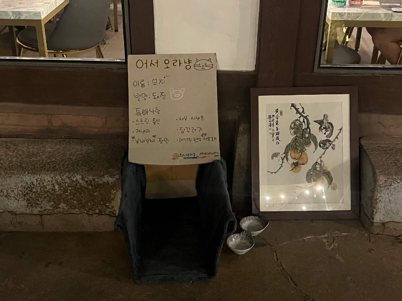 테이스팅-뮤지엄-고양이