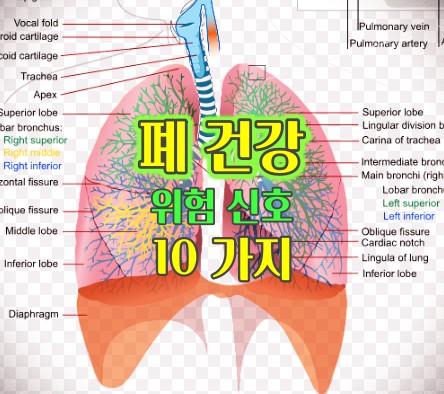 폐-건강-위험-신호