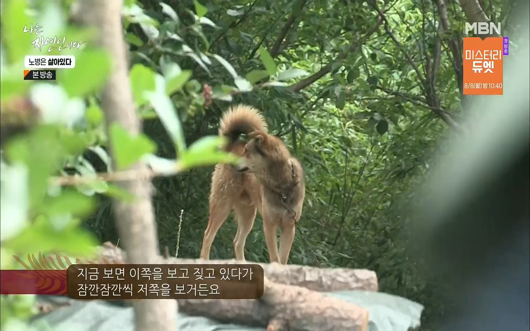 나는 자연인이다.E512.220727p.H264-F1RST.mp4_20220728_200902.149.jpg