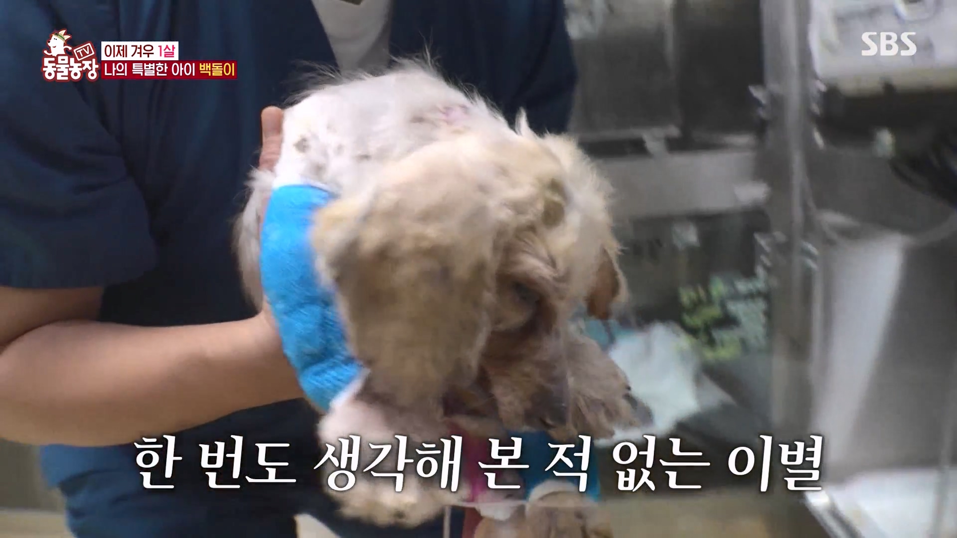 TV 동물농장.E1164.240324p-NEXT.mp4_20240324_171901.598.jpg