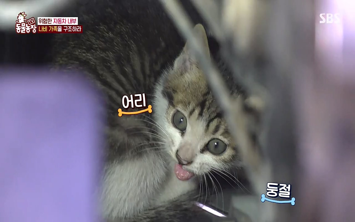 TV 동물농장.E1075.220627p-NEXT.mp4_20220626_175615.104.jpg