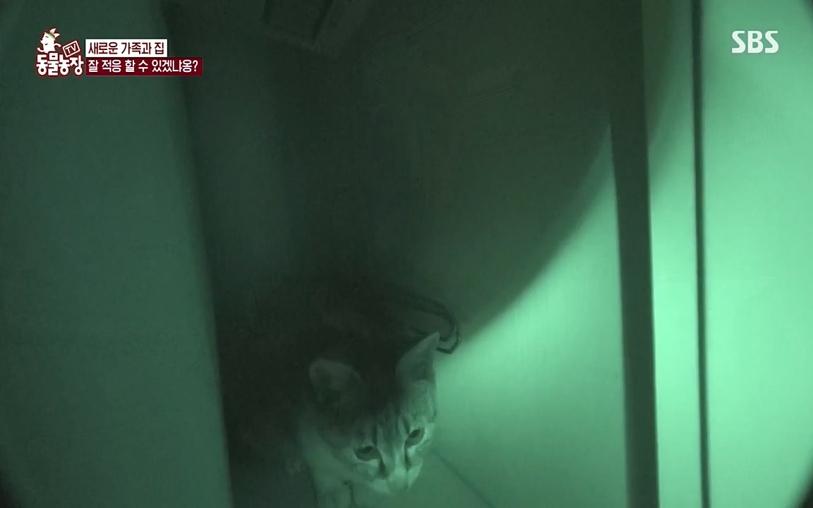 TV 동물농장.E1070.220523p-NEXT.mp4_20220522_182028.901.jpg