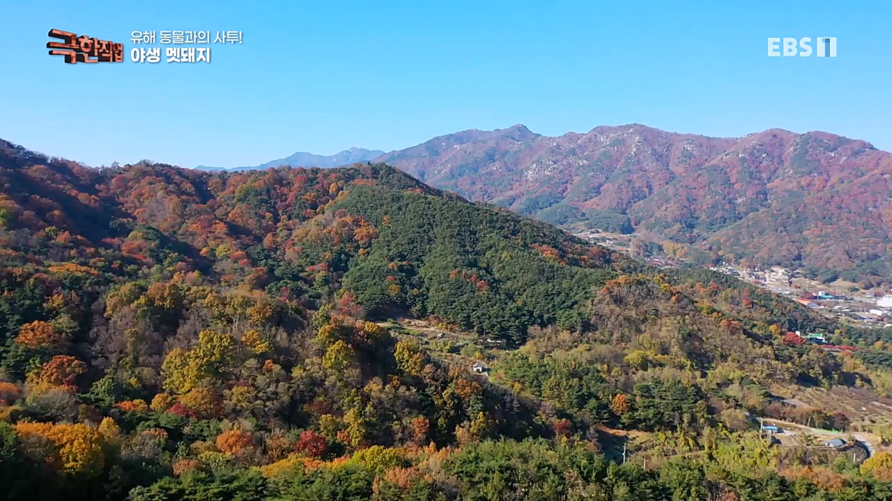 TV - 교육의 중심 EBS유해 동물과의 사투! 등검은말벌, 야생 멧돼지 퇴치.mp4_20221129_195013.476.jpg