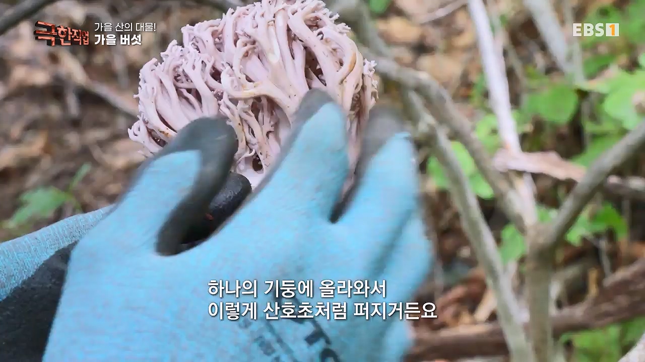 TV - 전 국민의 평생학교 EBS가을 산의 대물! 석청과 버섯.mp4_20230916_171658.159.jpg