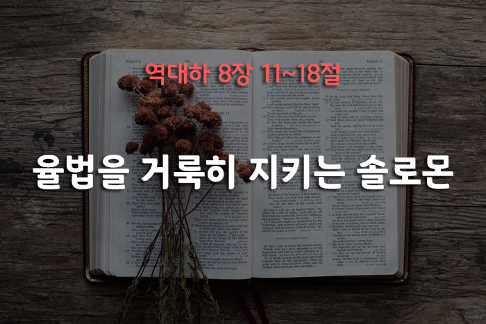 솔로몬인력 이미지