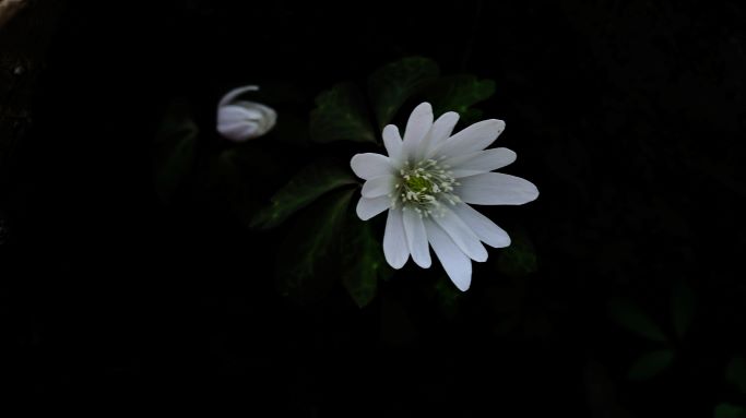 꿩의바람꽃 한 송이 근접사진&#44; 꽃술 접사&#44; 어두운 배경&#44;