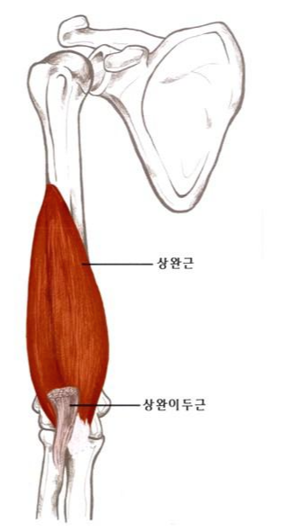 상완근 운동 기능과 머신으로 키우기
